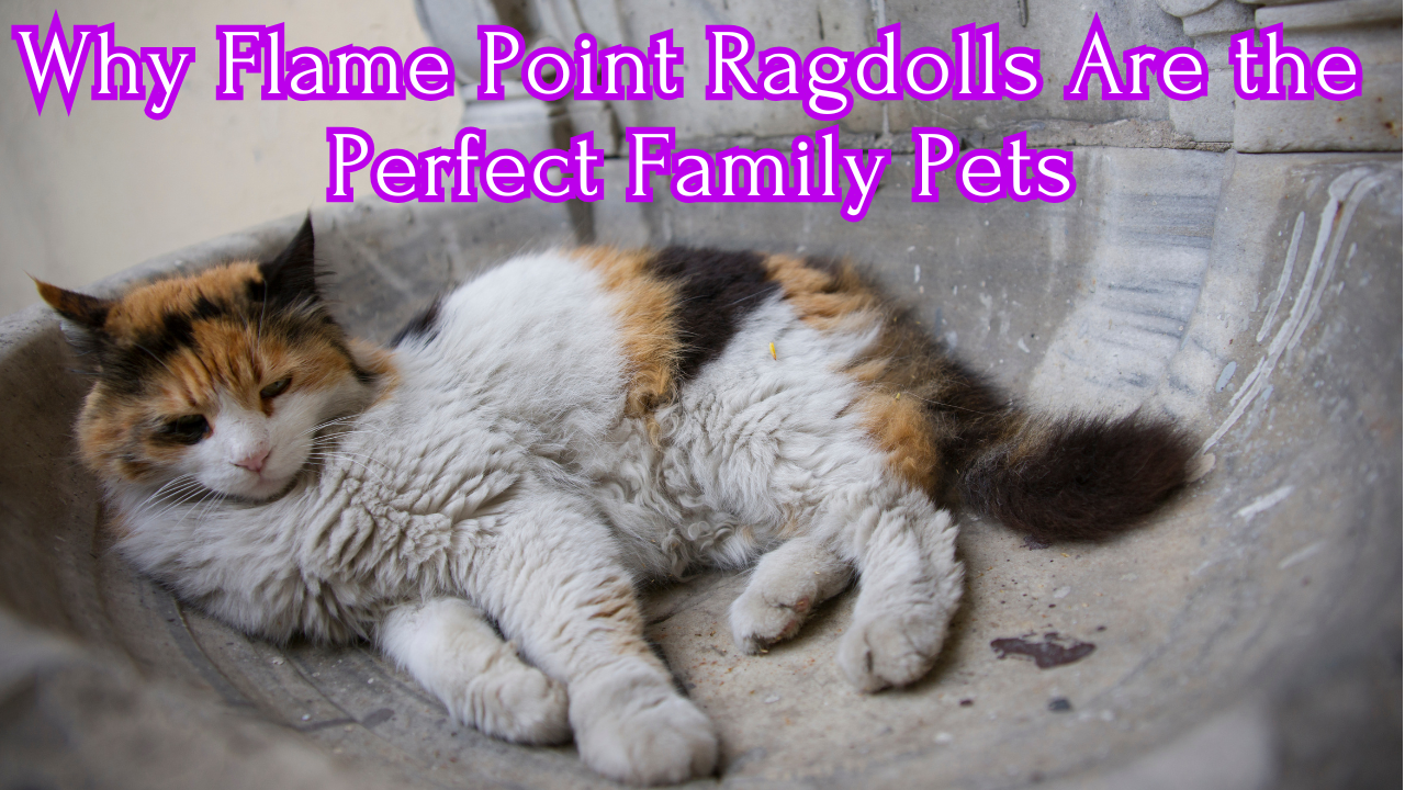 Flame Point Ragdolls